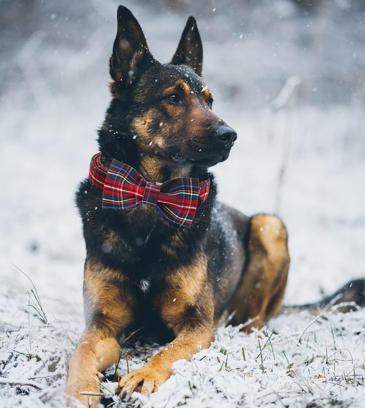 Dog Collar with Bowtie for Small Medium Large Dogs Plaid Pet Collar Comfortable Dog Collar, Checkered Bowtie Dog Collar Adjustable XS-XL